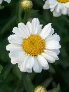 Leucanthemum x superba 'Sweet Daisy Jane'