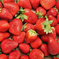 Fragaria Charlotte - fraise
