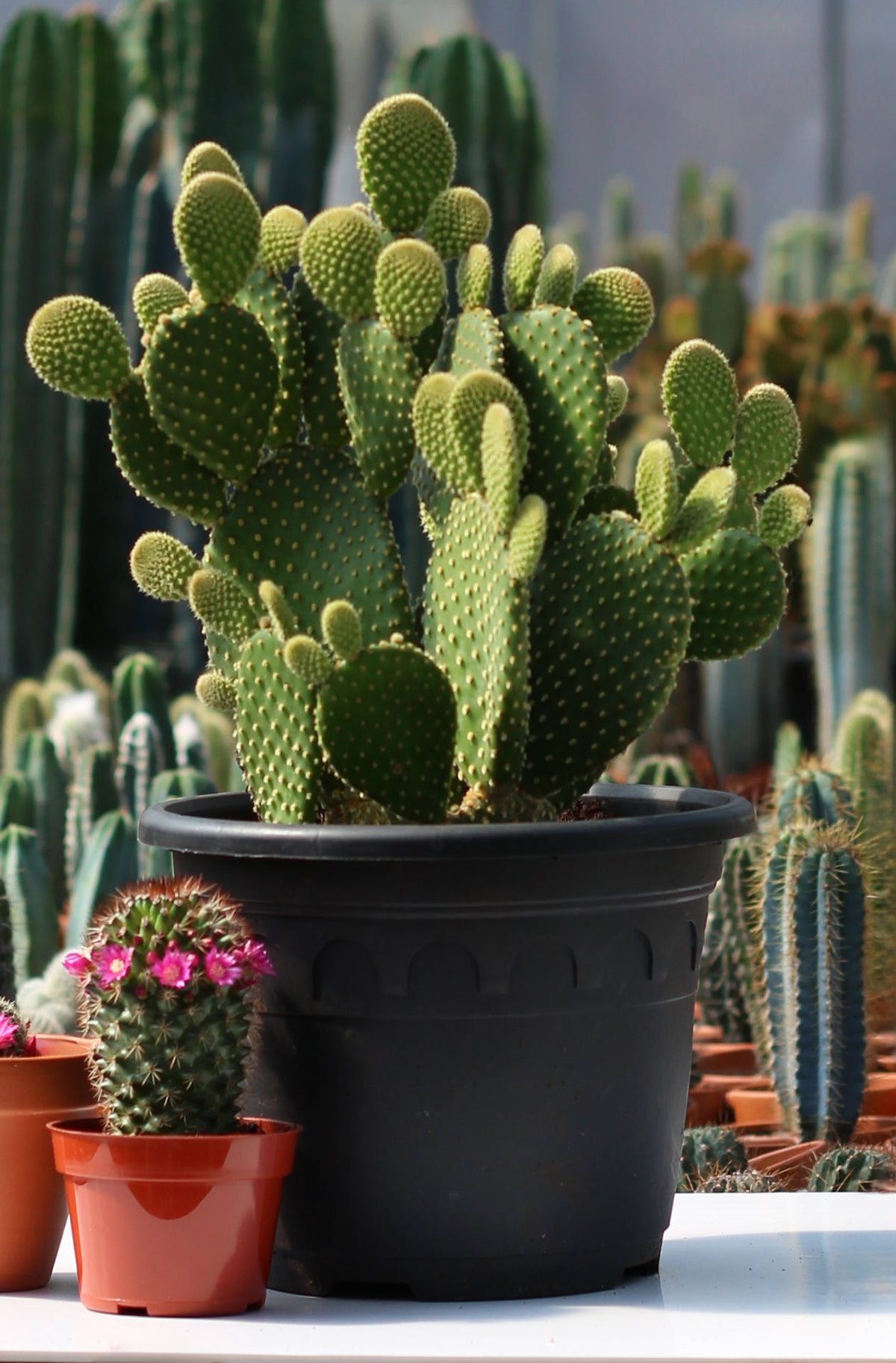 Opuntia microdasys rubra