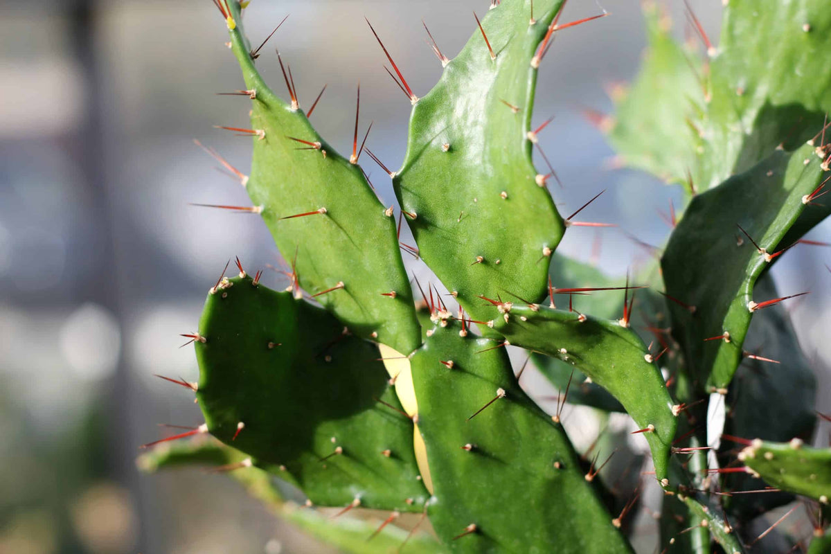 Opuntia Bresiliensis