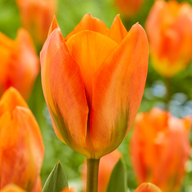 Bulbe d'automne - Tulipe Orange Emperor