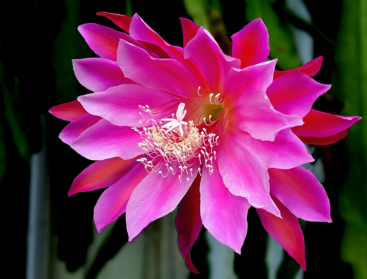 ORCHIDÉE CACTUS Epiphyllum