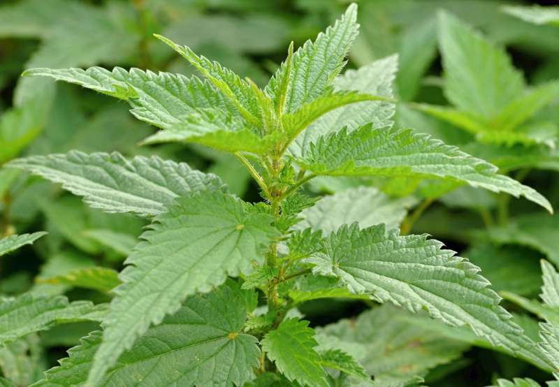 Ortie commune (Urtica dioica)