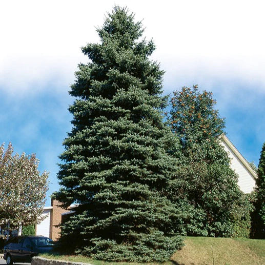 Épinette Du Colorado (Verte) / Colorado Spruce Picea pungens