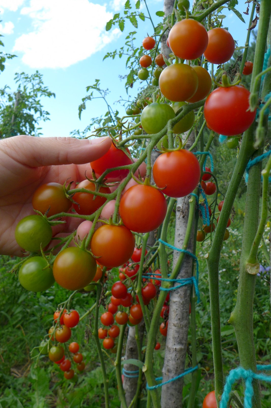 Sachet de semence - Tomates rideau sweet – Le Potager ornemental de Catherine
