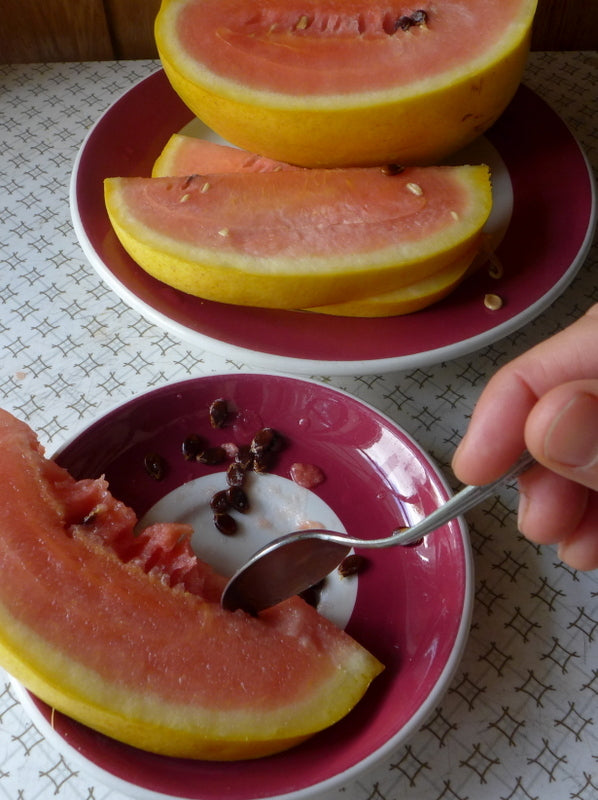 Sachet de semence - Melon d'eau Golden Midget – Le Potager ornemental de Catherine