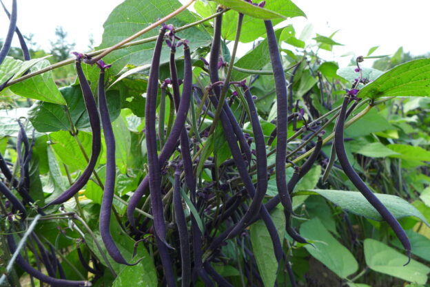 Seed - Velour Bean - Catherine's Ornamental Vegetable Garden