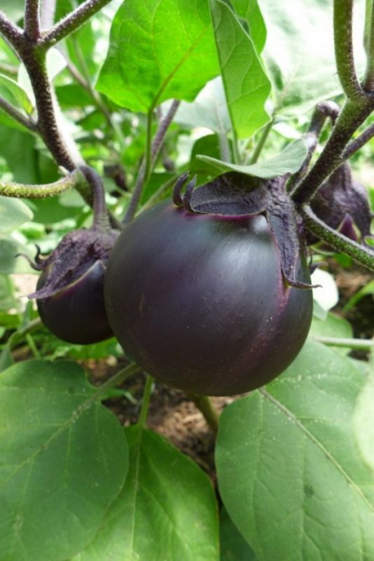 Sachet de semence - Aubergine Kamo – Le Potager ornemental de Catherine