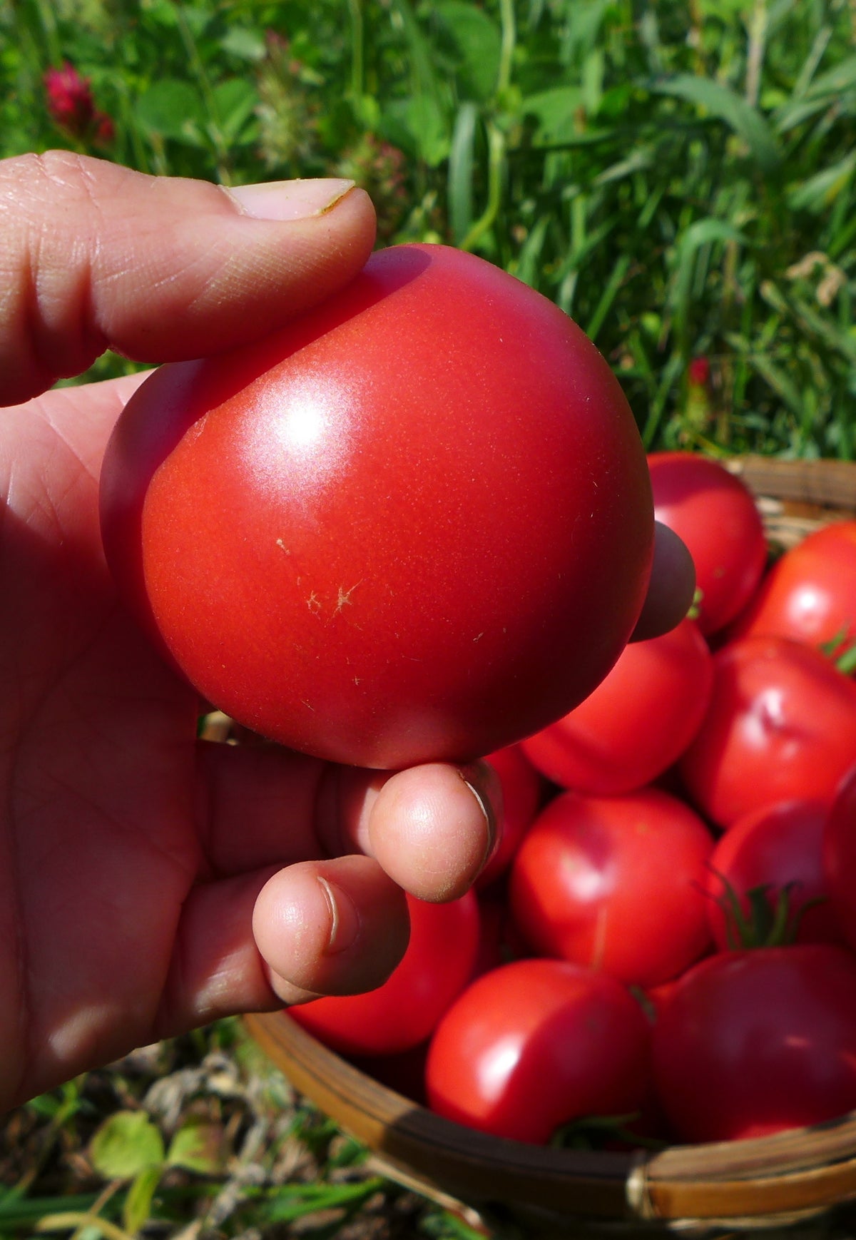 Sachet de semence - Tomates Maskabec – Le Potager ornemental de Catherine