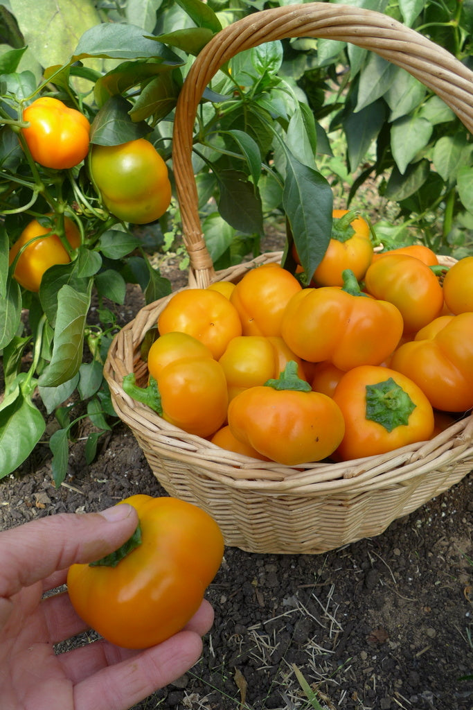 Sachet de semence - Piment Doe Hill – Le Potager ornemental de Catherine
