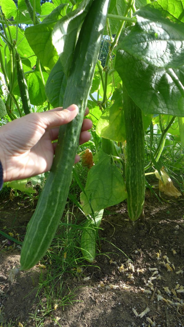 Sachet de semence - Concombre Sanjaku Kiuri – Le Potager ornemental de Catherine