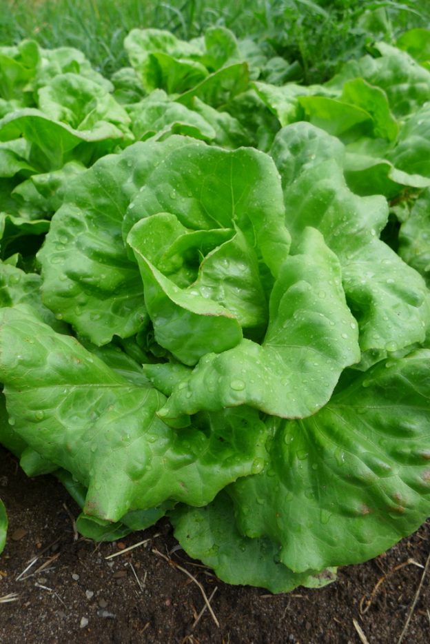 Sachet de semence - Laitue Du Bon Jardinier – Le Potager ornemental de Catherine