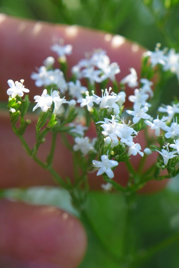 Seed - Valerian - Catherine's Ornamental Vegetable Garden