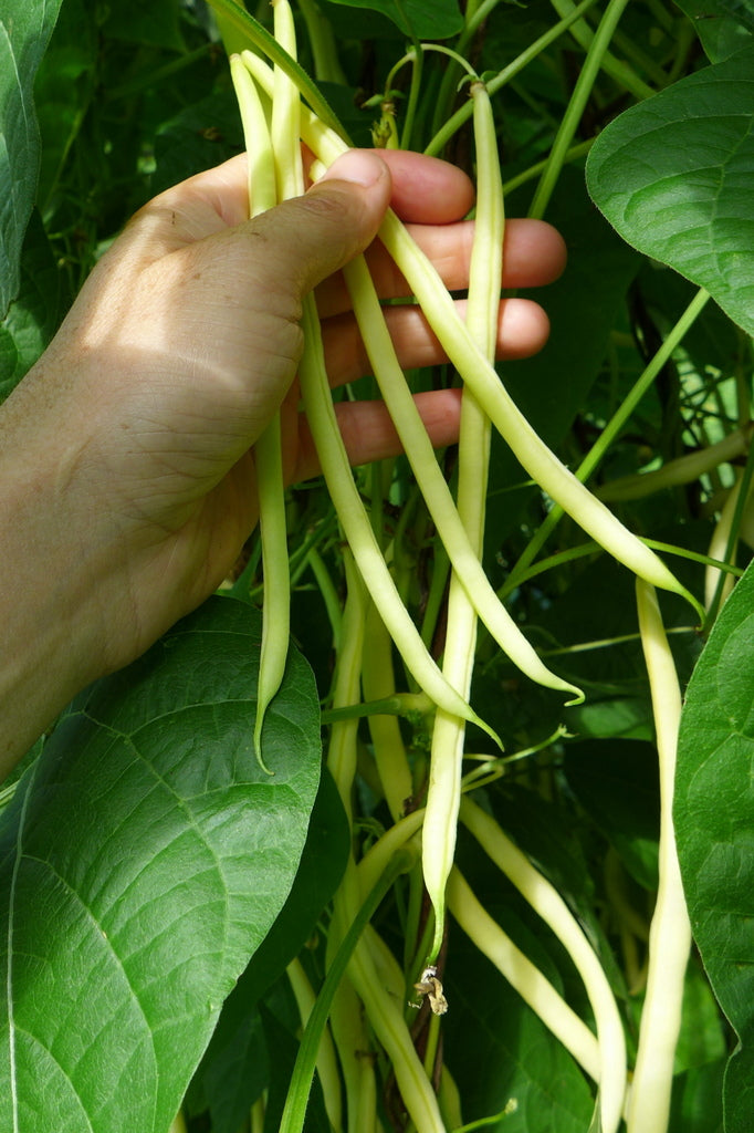 Sachet de semence - Haricot grimpant Monte Gusto – Le Potager ornemental de Catherine