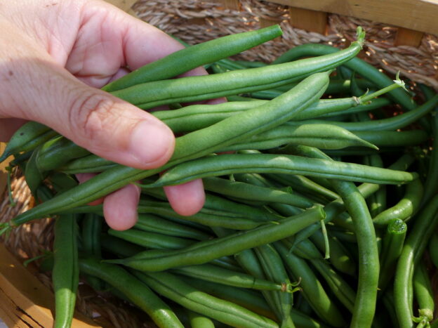 Semence - Haricot grimpant Seychelles - Le potager ornemental de Catherine