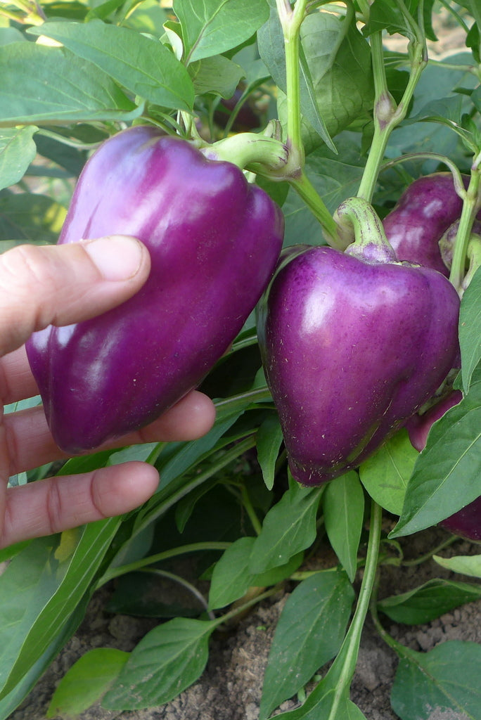Sachet de semence - Poivron Oda – Le Potager ornemental de Catherine