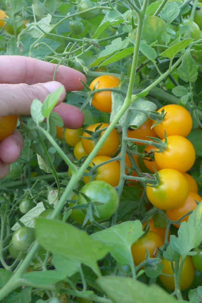 Sachet de semence - Tomates Tumbling Tom Yellow OP – Le Potager ornemental de Catherine