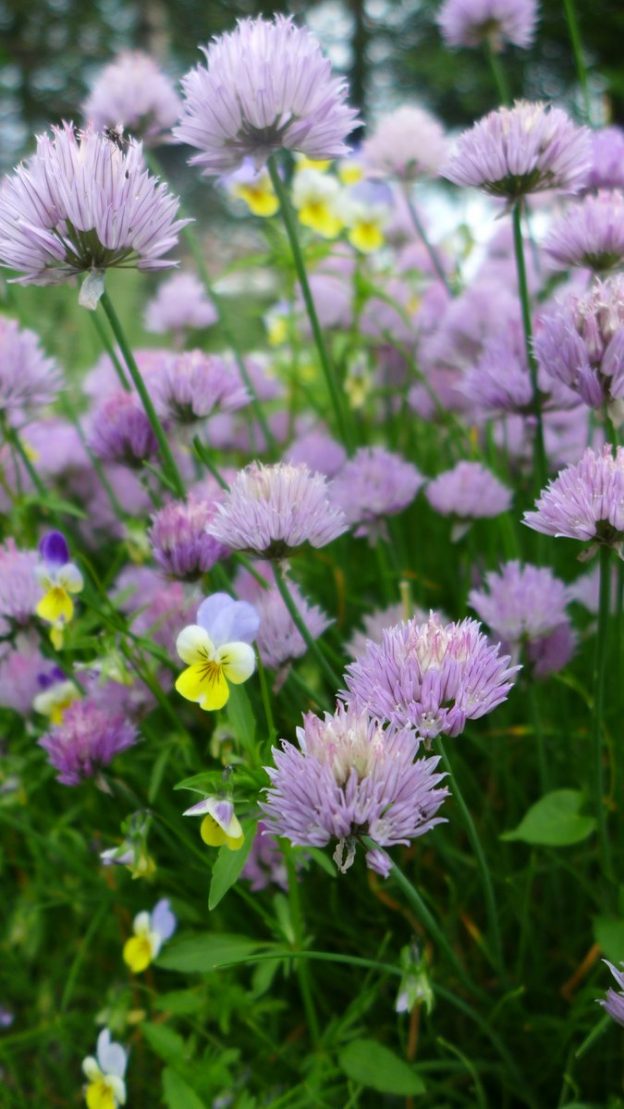 Sachet de semence - Ciboulette commune – Le Potager ornemental de Catherine