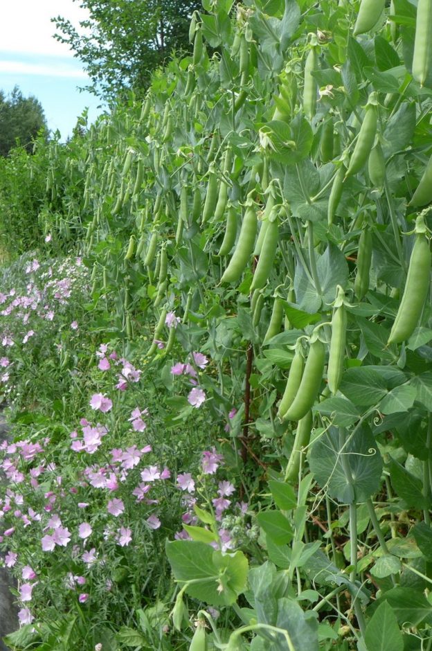 Semence - Pois super sugar snap - Le potager ornemental de Catherine