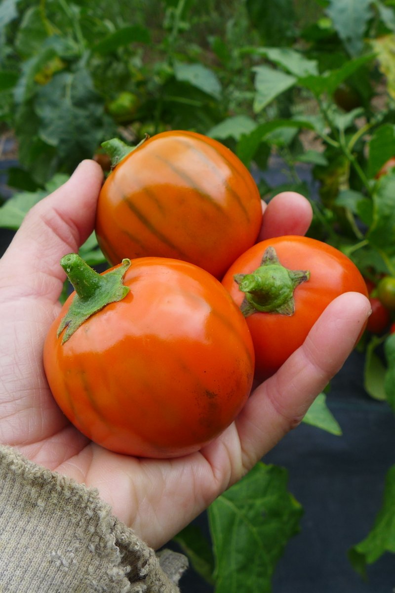 Sachet de semence - Aubergine Turkish Orange – Le Potager ornemental de Catherine