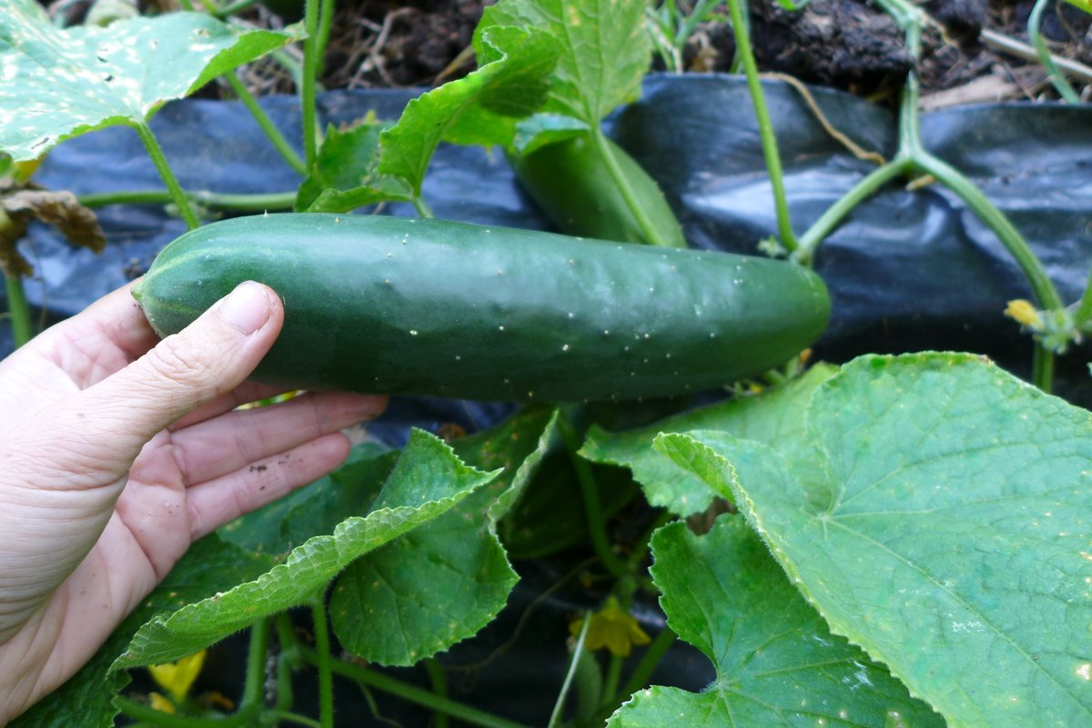 Sachet de semence - Concombre Robichaud – Le Potager ornemental de Catherine