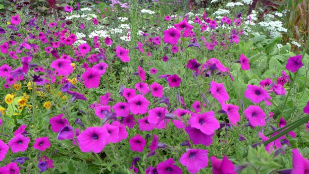 Seed - Petunia 'Integrifolia' - Catherine's Ornamental Vegetable Garden