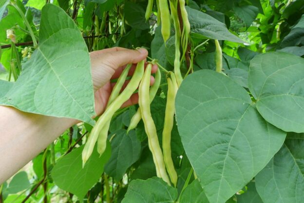 Semence - Haricot nain Custard - Le potager ornemental de Catherine