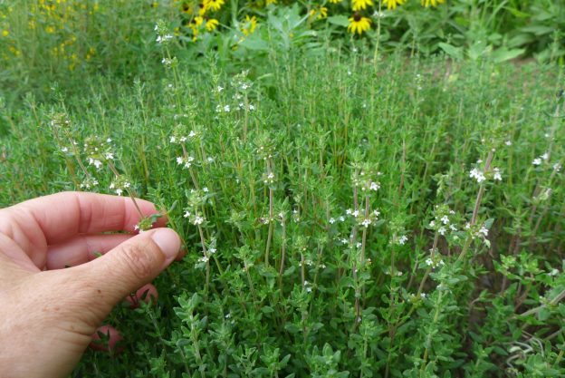 Seed - Thyme - Catherine's Ornamental Vegetable Garden