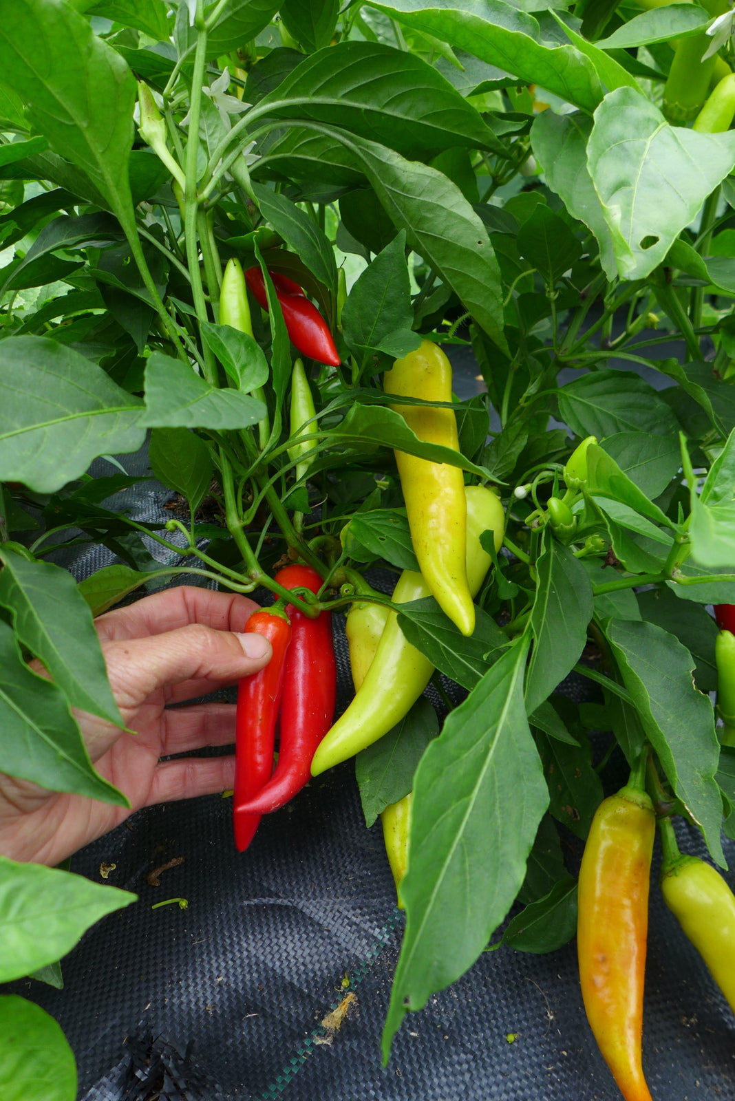 Sachet de semence - Piment Hot Banana – Le Potager ornemental de Catherine