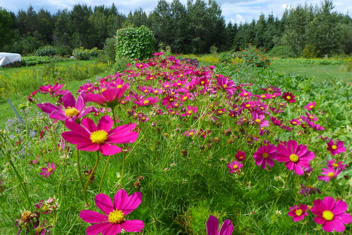 Sachet de semence - Cosmos Versaille – Le Potager ornemental de Catherine