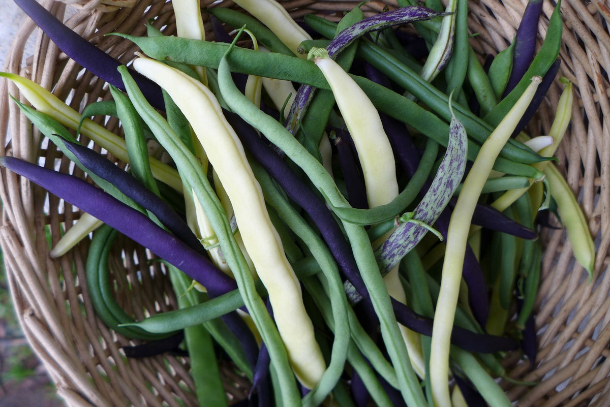Sachet de semence - Haricot grimpant mange-tout mix– Le Potager ornemental de Catherine