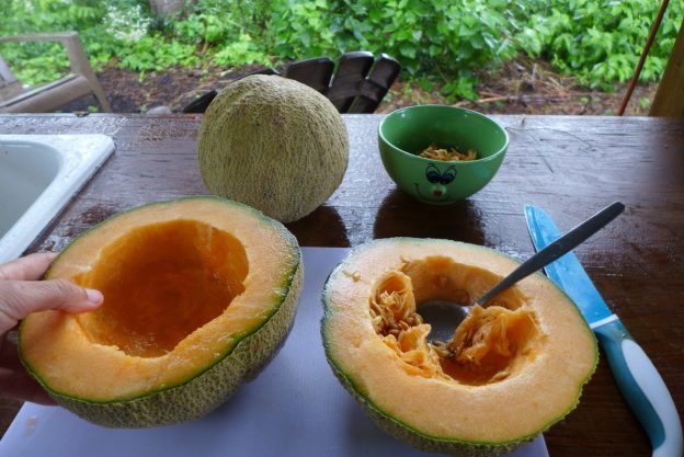 Sachet de semence - Melon Gnadenfeld – Le Potager ornemental de Catherine