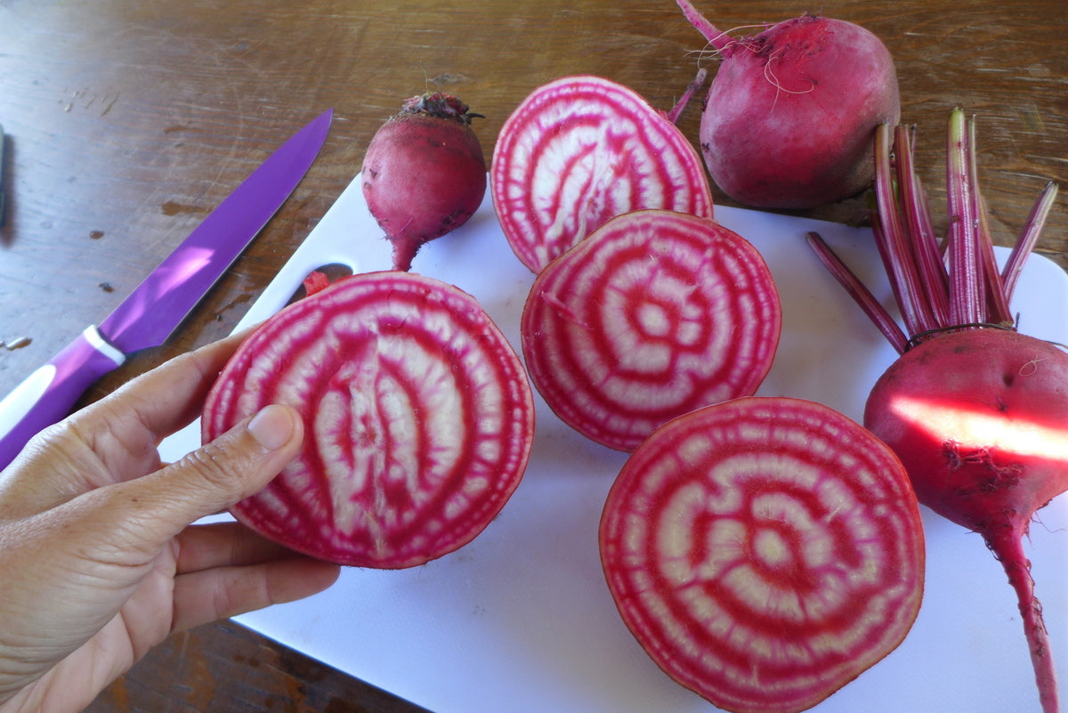 Sachet de semence - Bettrave Chioggia – Le Potager ornemental de Catherine
