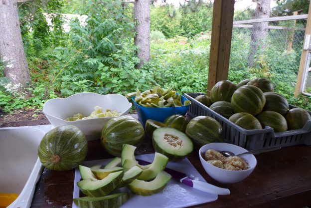 Sachet de semence - Melon Ha'Ogen – Le Potager ornemental de Catherine