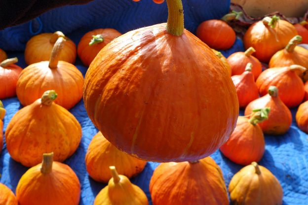 Sachet de semence - Courge Potimarron français – Le Potager ornemental de Catherine
