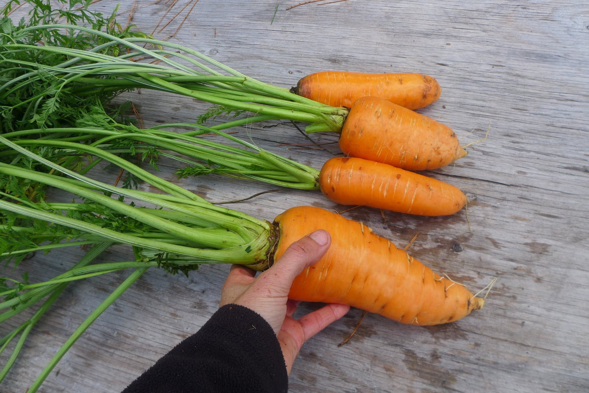 Sachet de semence - Carotte Chantenay à cœur rouge – Le Potager ornemental de Catherine