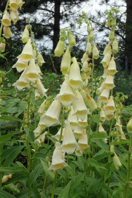 Seed - Large-flowered Foxgloves - Catherine's Ornamental Vegetable Garden