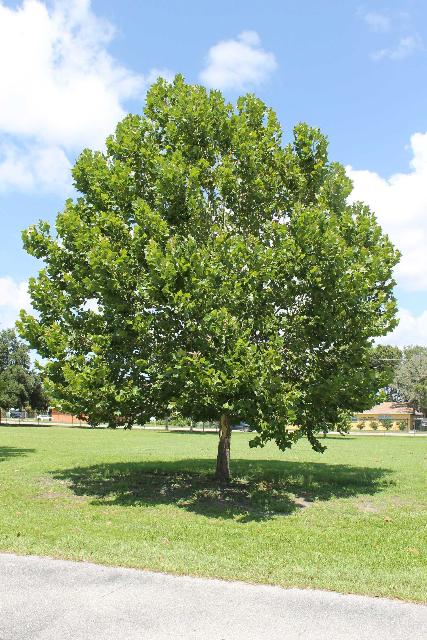 Platane d'amérique - Platinus Occidentalis - Sycamore