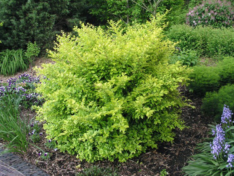 Ligustrum 'Vicaryi' - Troène doré