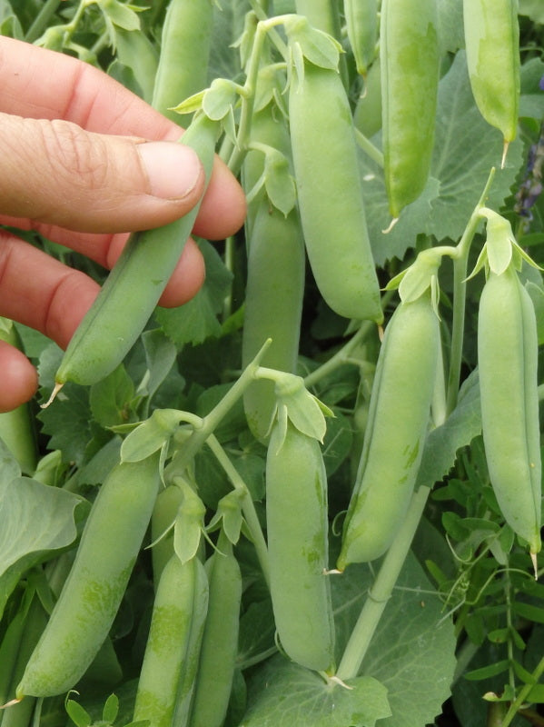Sachet de semence - Pois lona – Le Potager ornemental de Catherine
