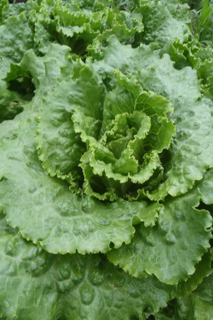 Sachet de semence - Laitue chou de Naples – Le Potager ornemental de Catherine