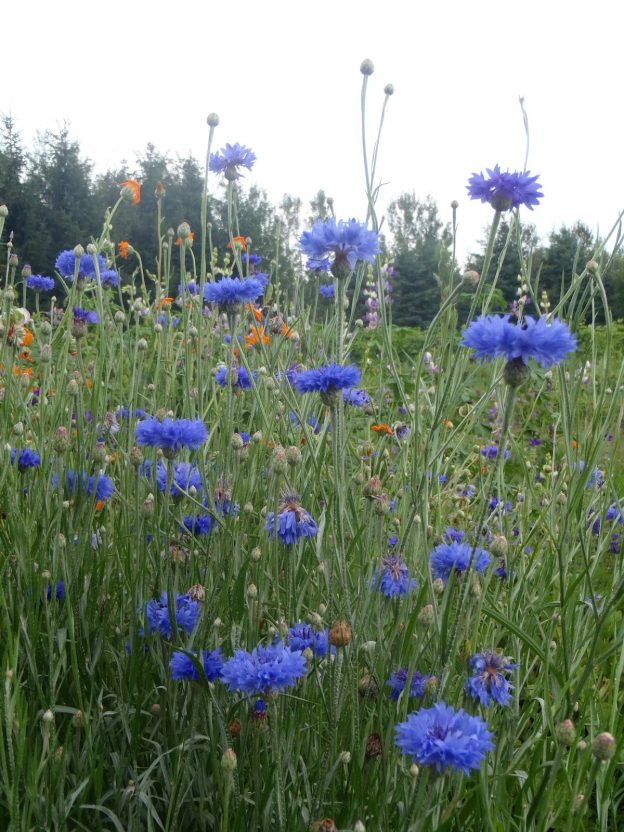 Seed - Cornflower blue - Catherine's ornamental kitchen garden