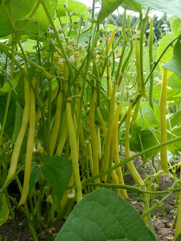 Sachet de semence - Haricot nain Voletta – Le Potager ornemental de Catherine