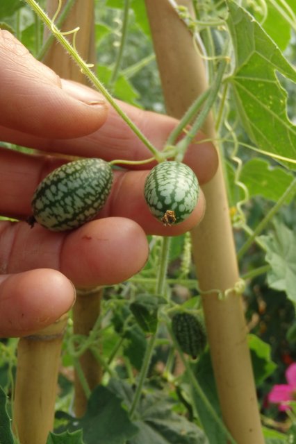 Sachet de semence - cucamelon – Le Potager ornemental de Catherine
