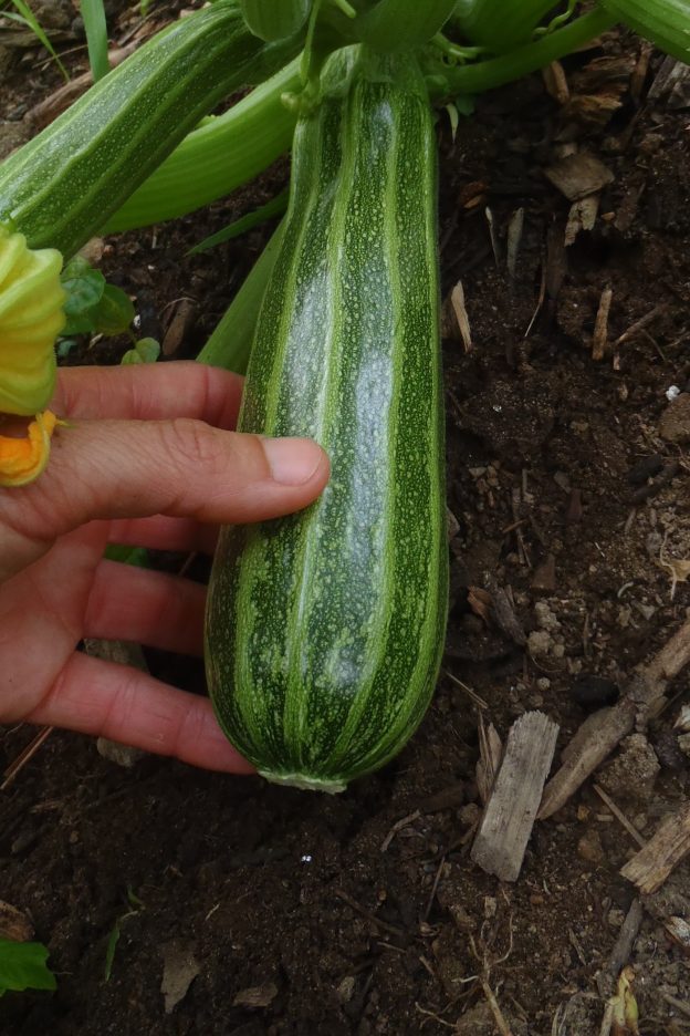 Sachet de semence - Zucchini Cocozelle – Le Potager ornemental de Catherine