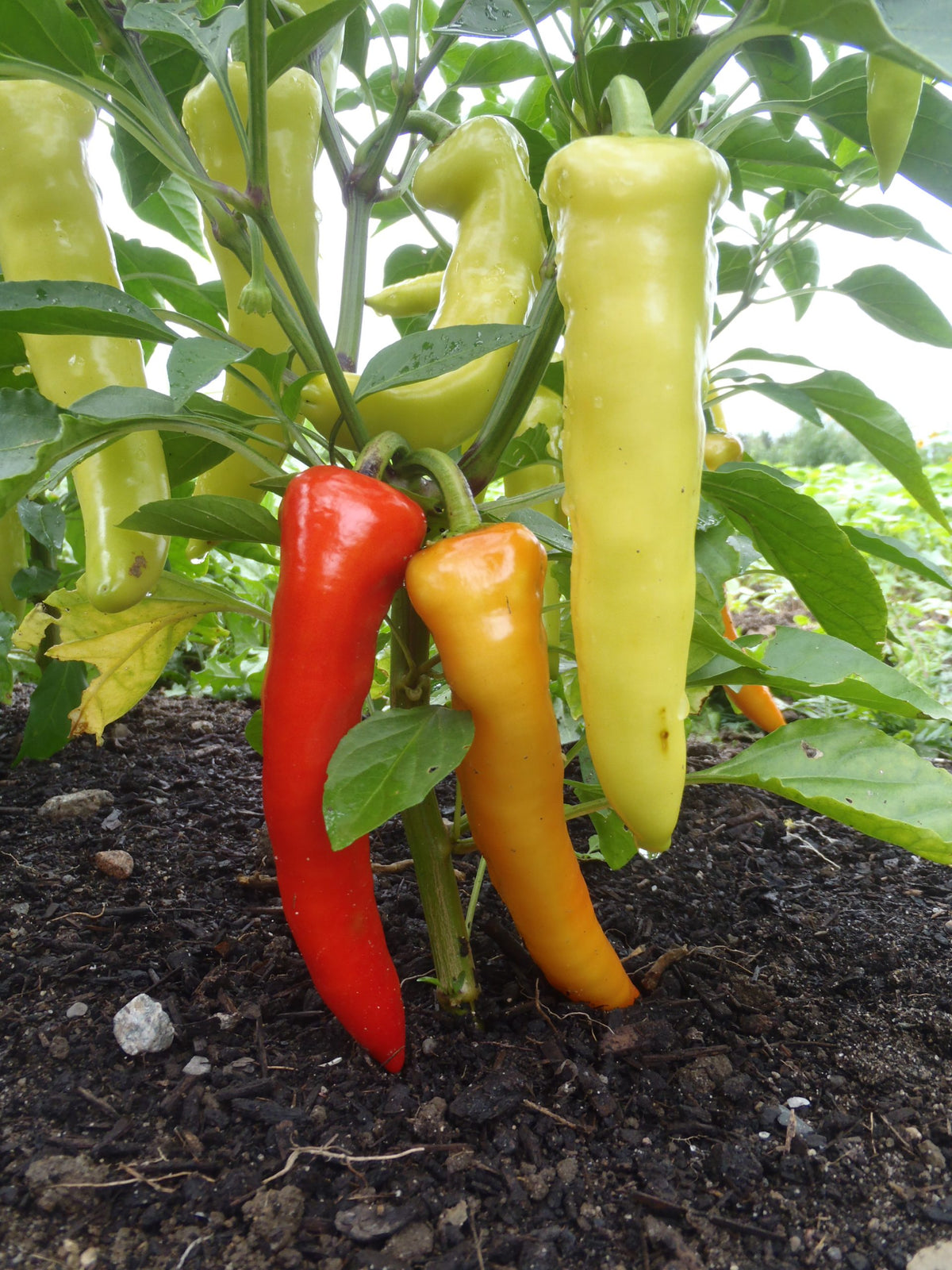 Sachet de semence - Piment Sweet Banana – Le Potager ornemental de Catherine