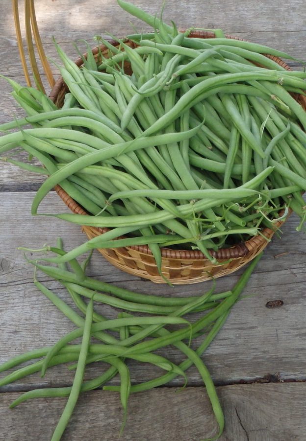 Sachet de semence - Haricot nain Castandel – Le Potager ornemental de Catherine