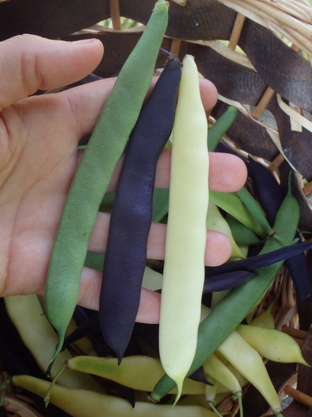 Sachet de semence - Haricot romano nains en mélange – Le Potager ornemental de Catherine