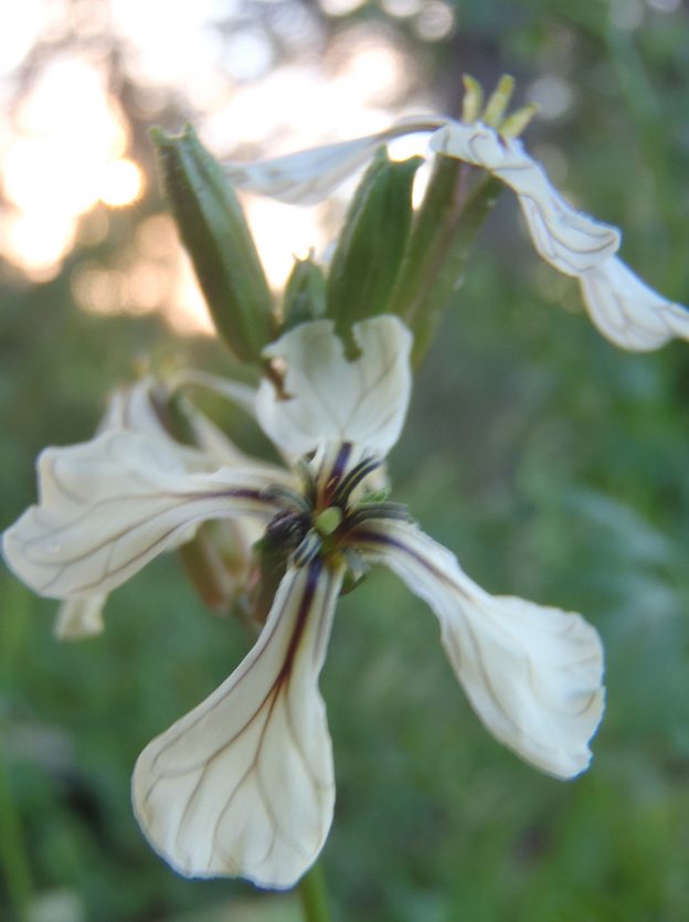 Sachet de semence - Roquette – Le Potager ornemental de Catherine