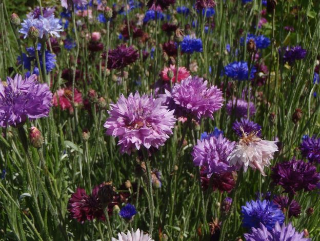 Seed - Mixed Cornflower - Catherine's ornamental kitchen garden